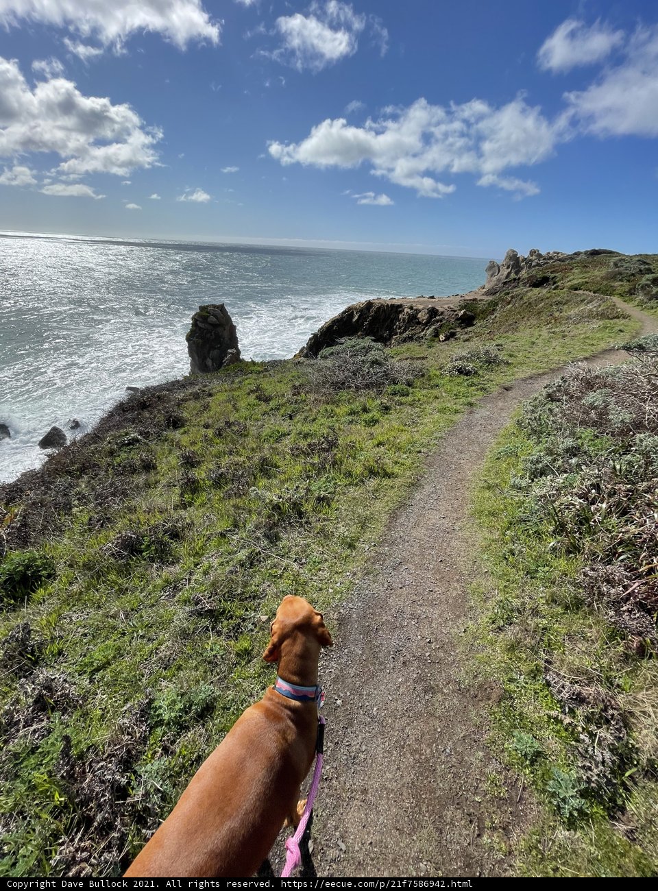 A Scenic Walk with Man's Best Friend