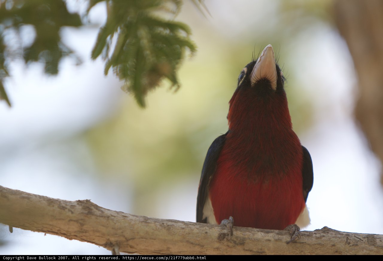 Fiery Avian Visitor