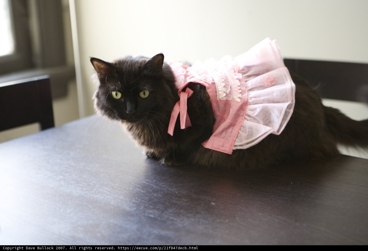 Isabella's Fashion Statement