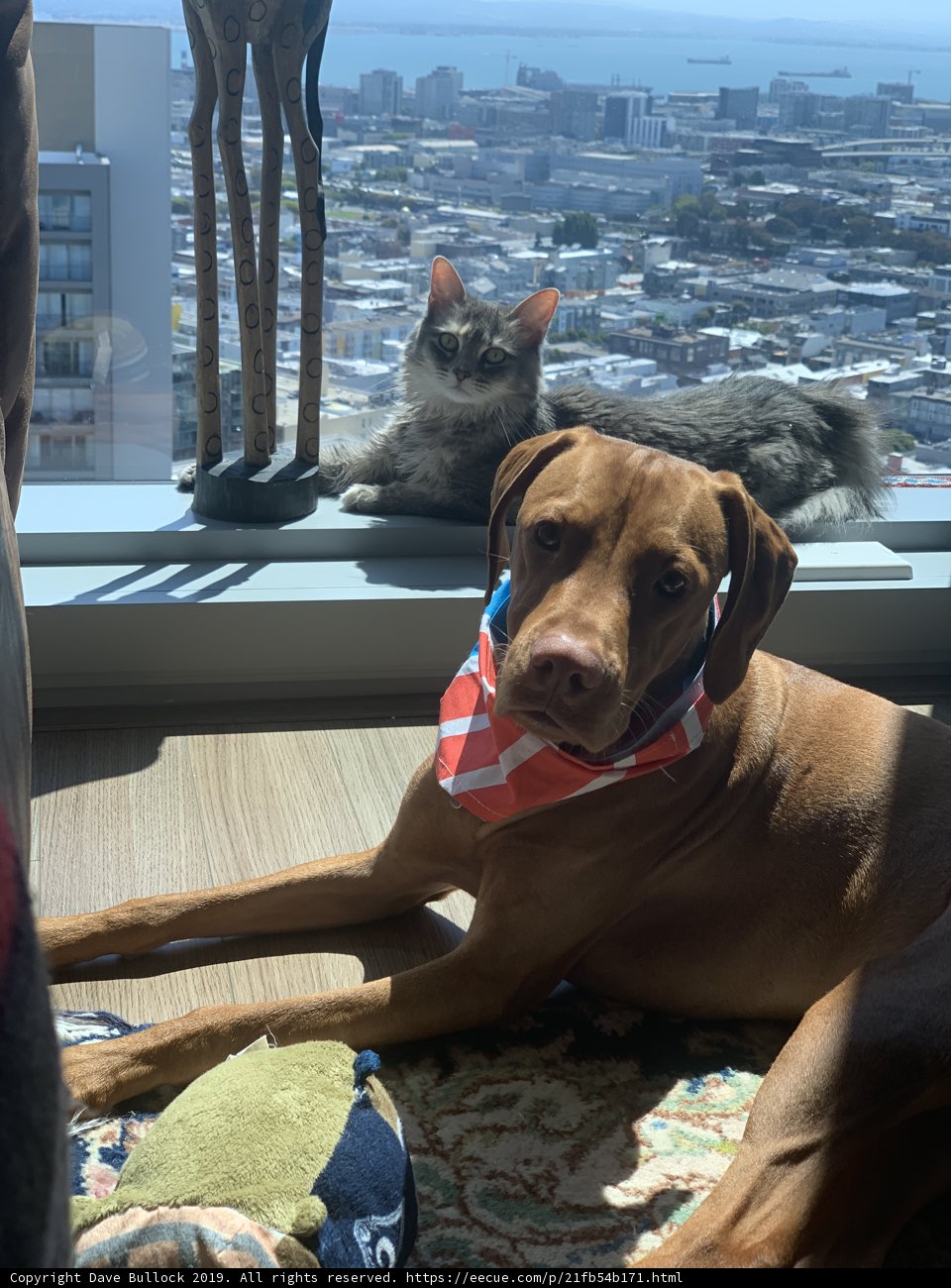 Furry Friends in the City
