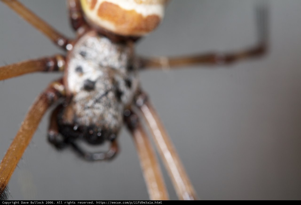 Long-necked Garden Spider