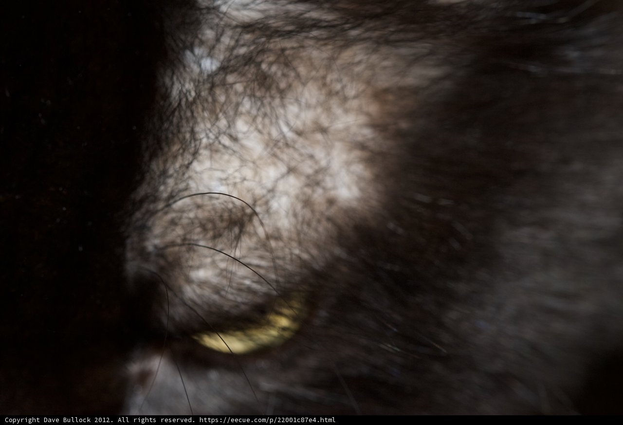 Feline Gaze