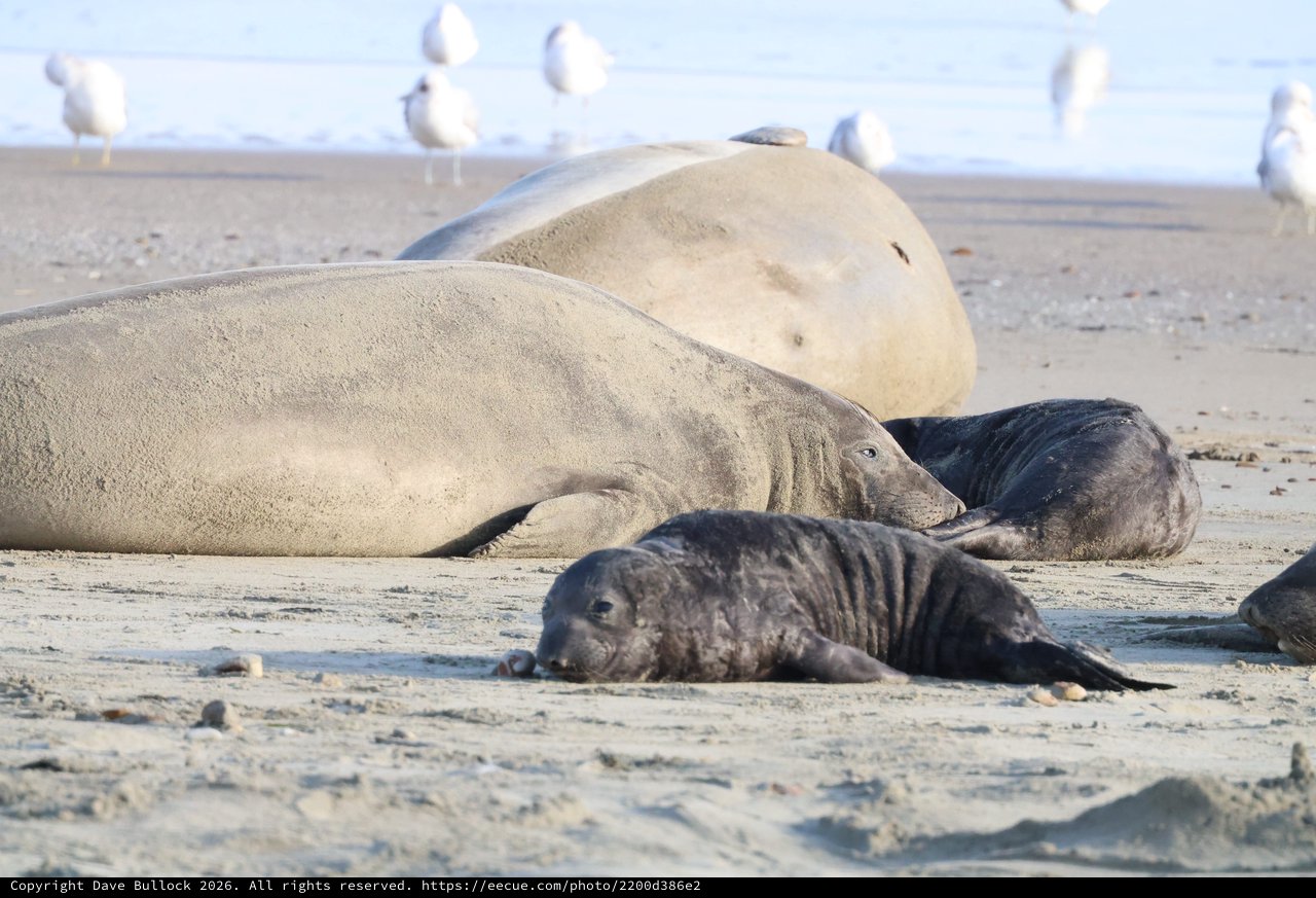 Elephant Seal Mother with Dark Pups on Beach