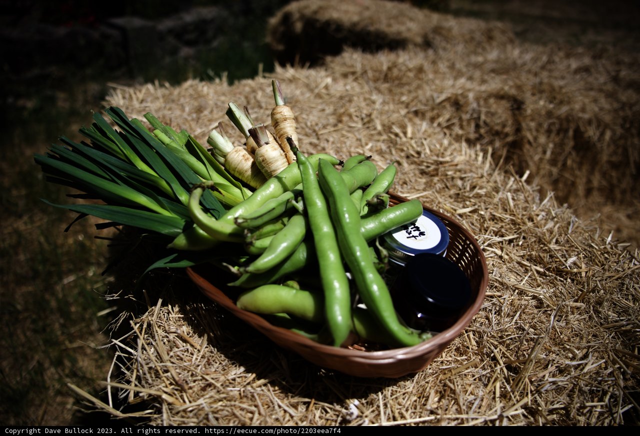 Bountiful Harvest in Regenerative Agriculture