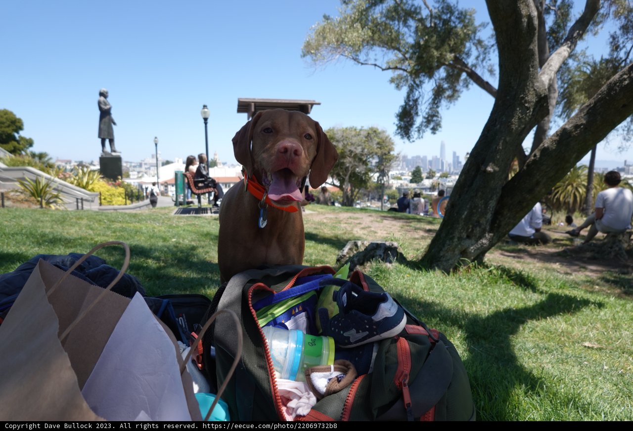 A Canine Companion's Summer Adventure
