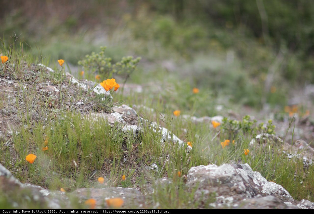 Hilltop Meadow
