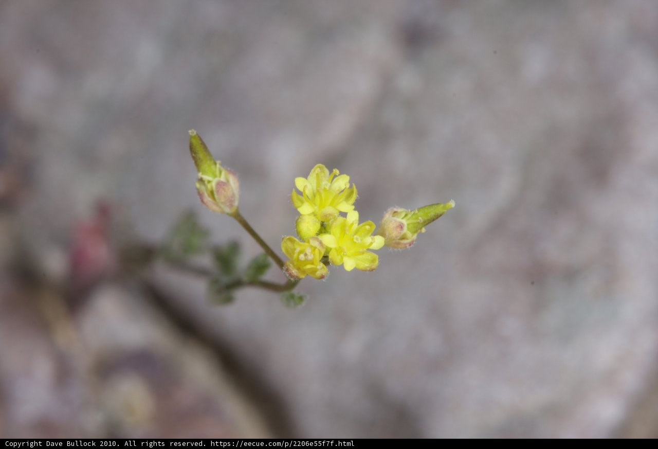 Tiny Geranium Flower Blooming on Rocky Terrain