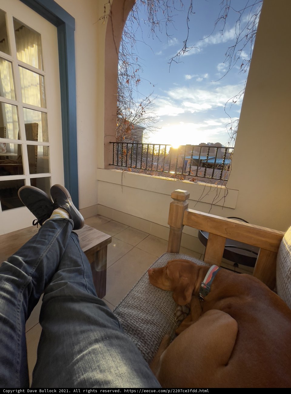 Cozy Afternoon with My Furry Companion
