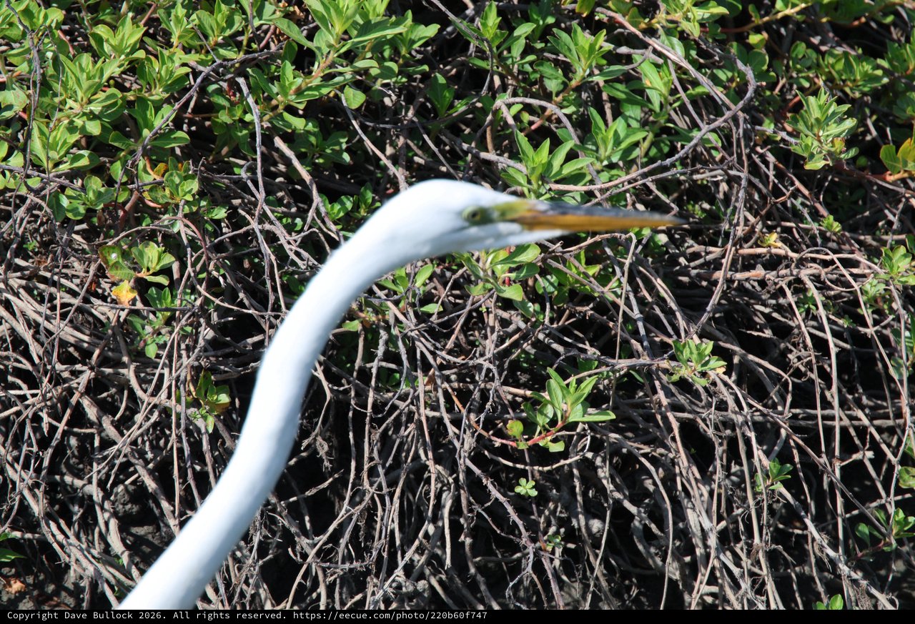 Great Egret Hunting in Wetland Vegetation