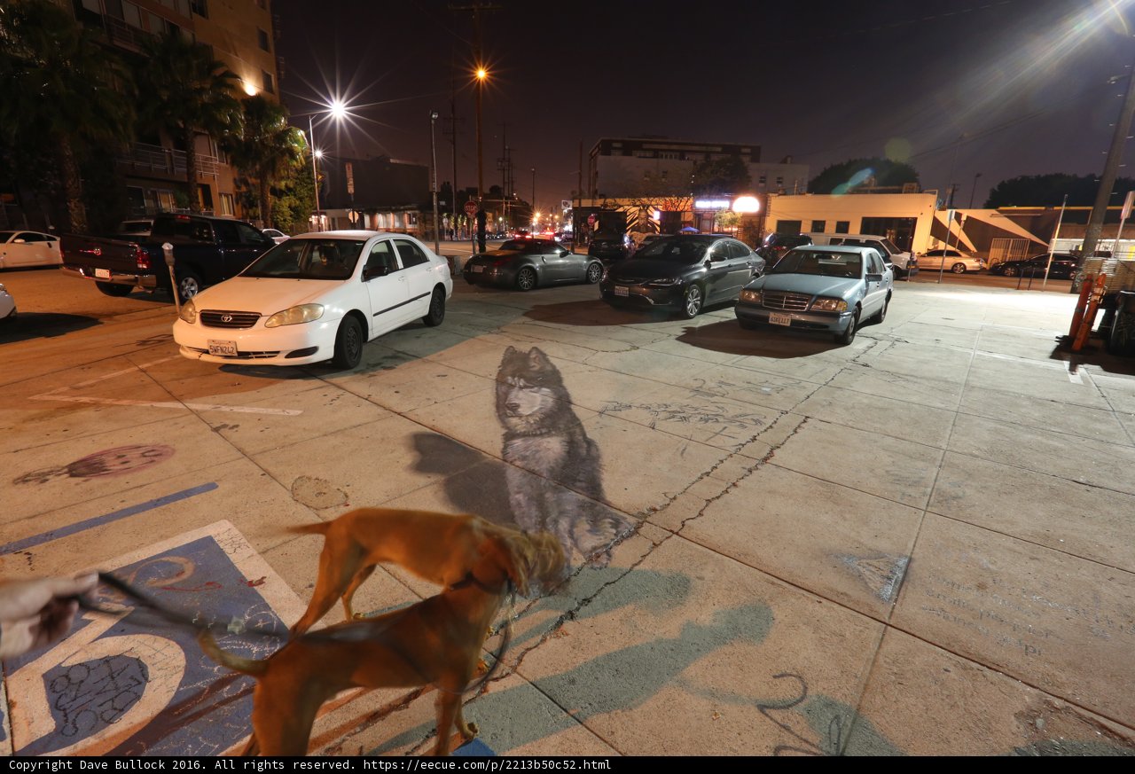 Lone Dog in a Crowded Lot