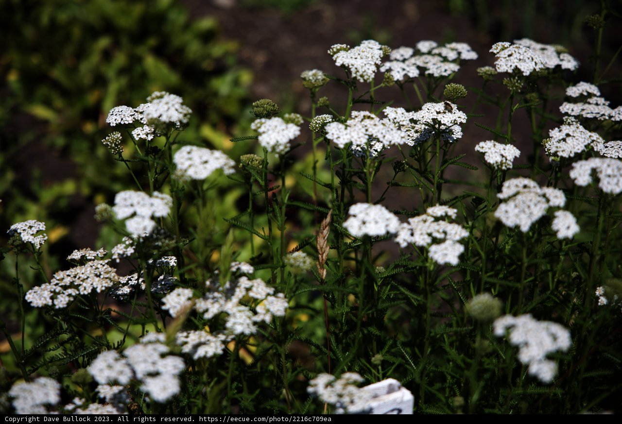 Delicate White Daisies in Bloom