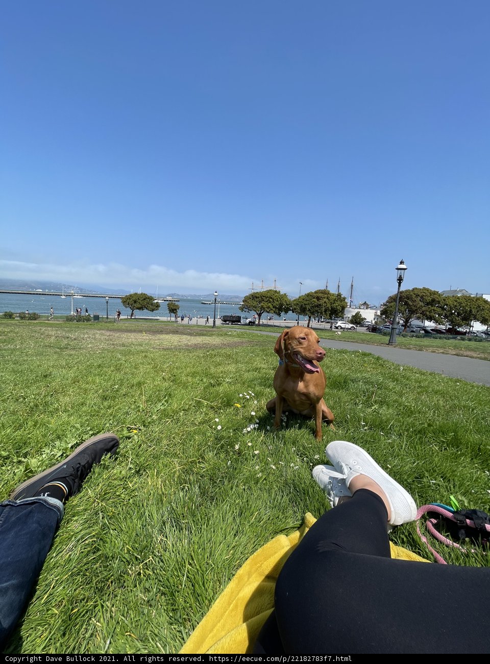 Puppy and Person at the Park