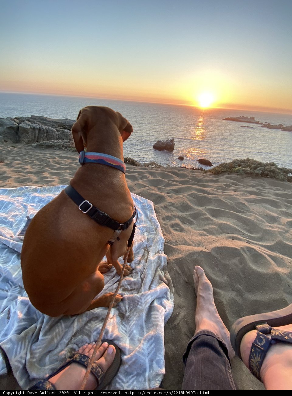 Beach Companion