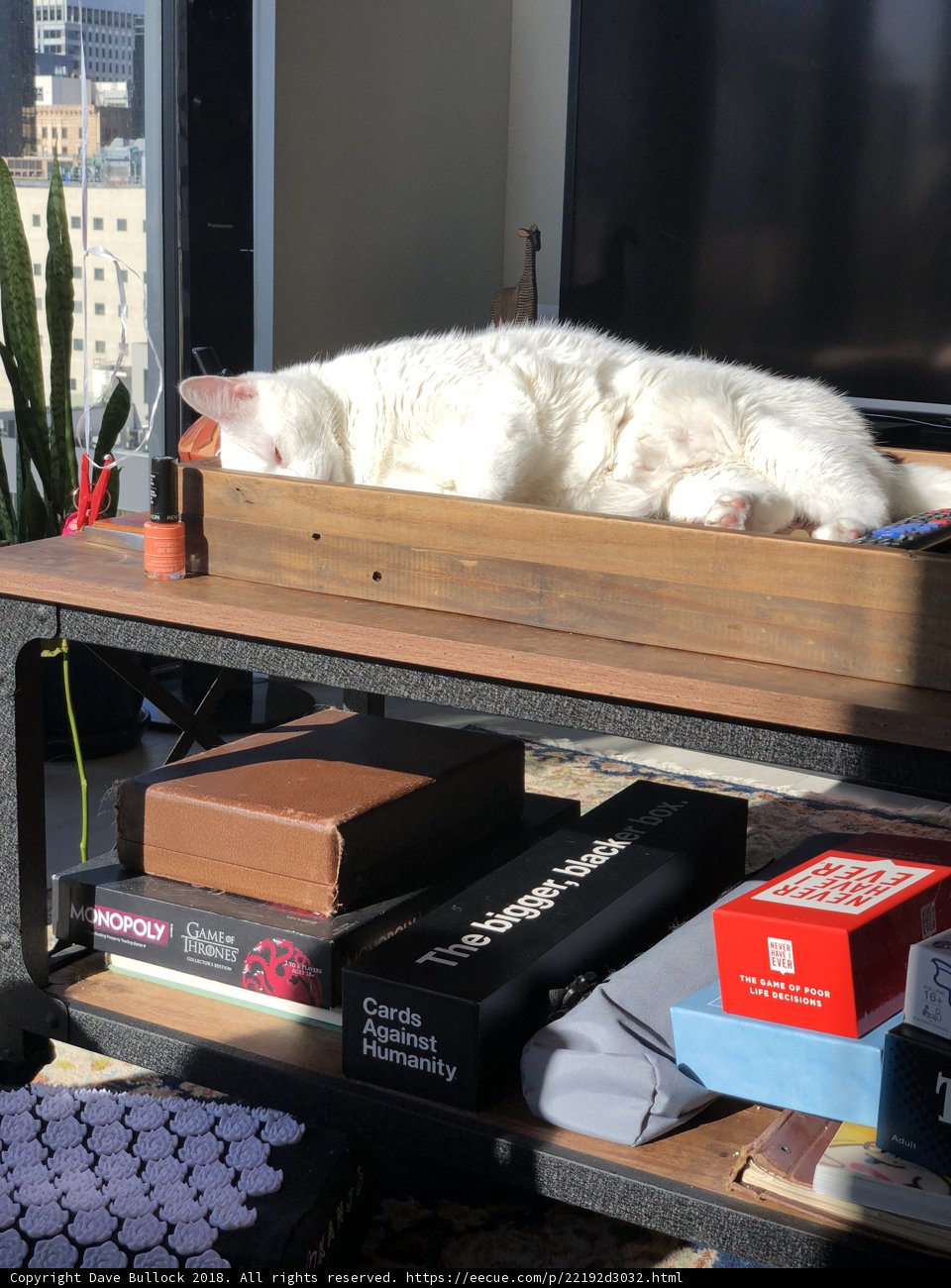 Cat Nap on the Table