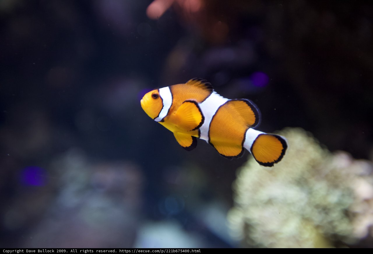 Colorful Clownfish in Aquarium