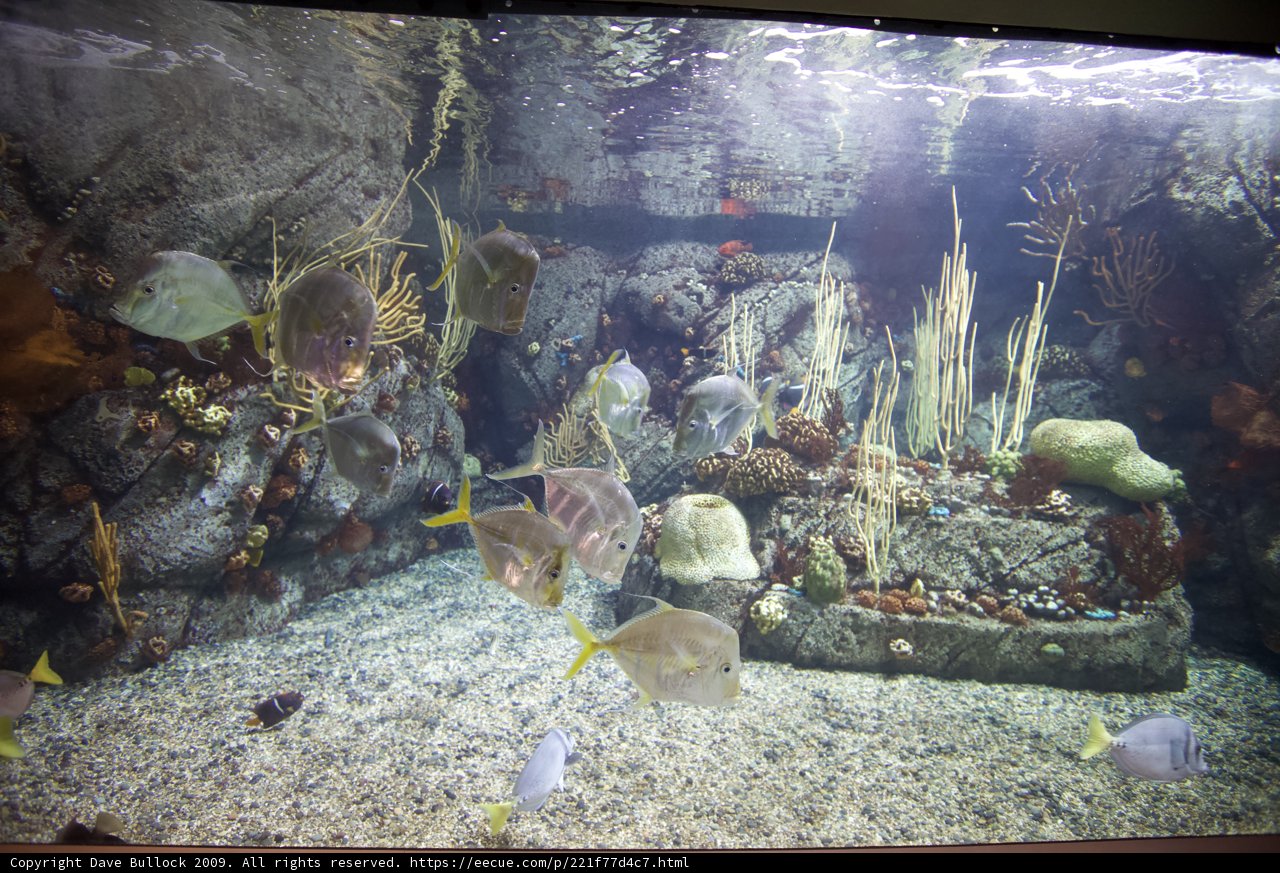 Underwater Wonderland