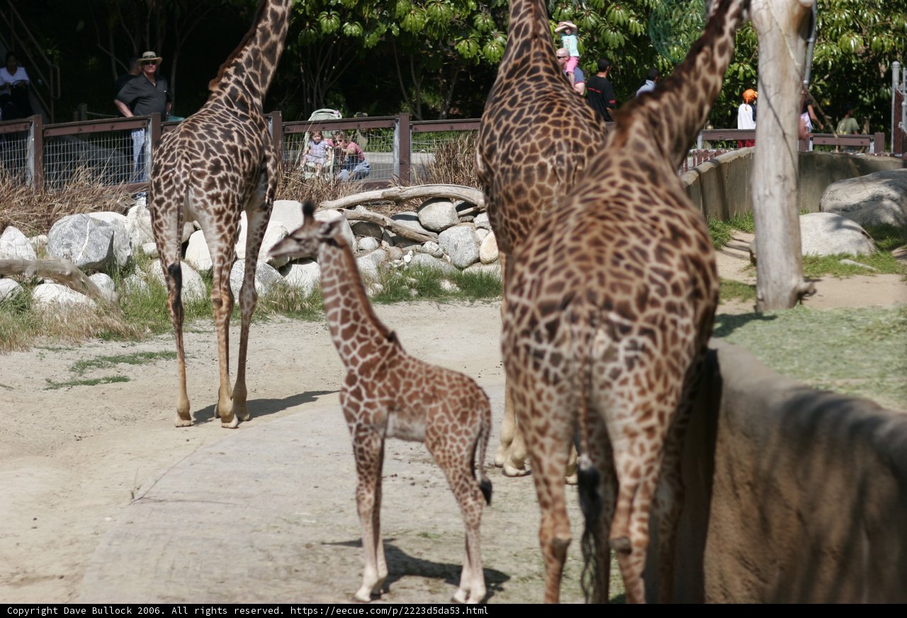 Giraffes at the Zoo