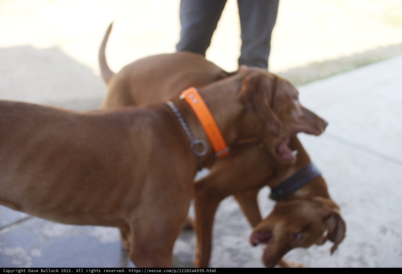 Puppy Playtime