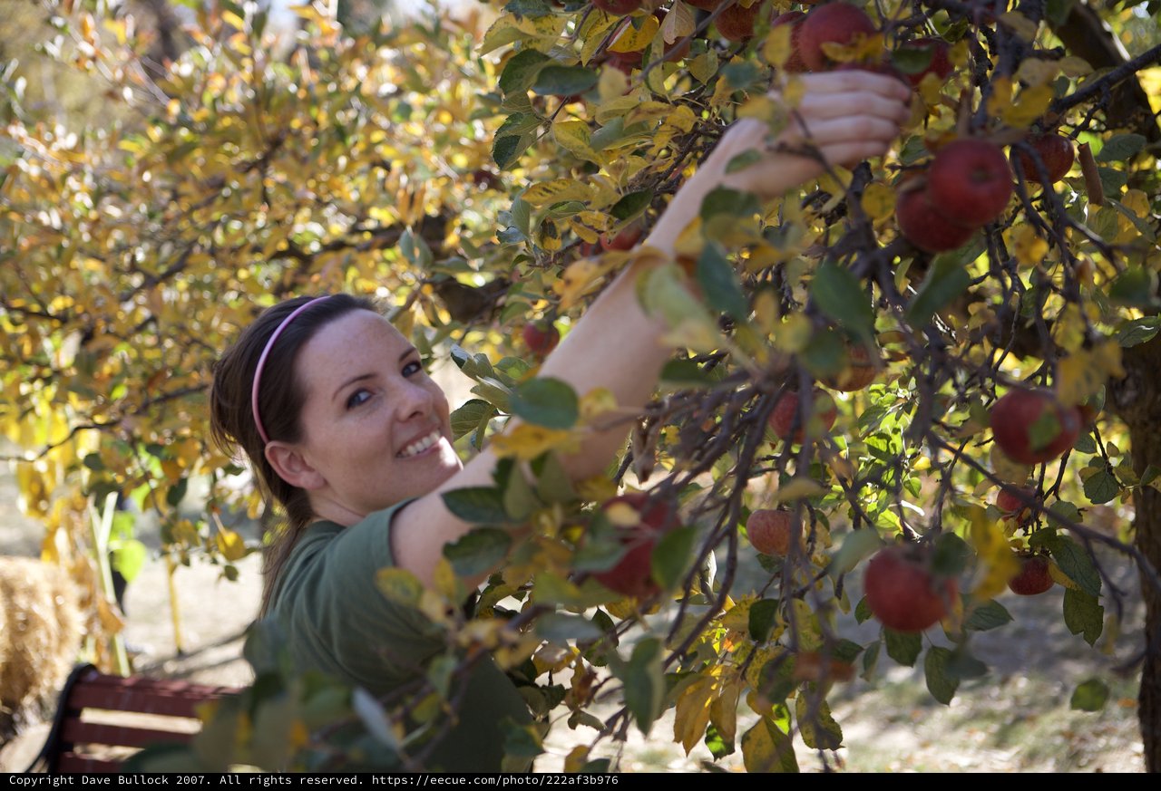 Woman Joyfully Harvesting Red Apples in Autumn Orchard