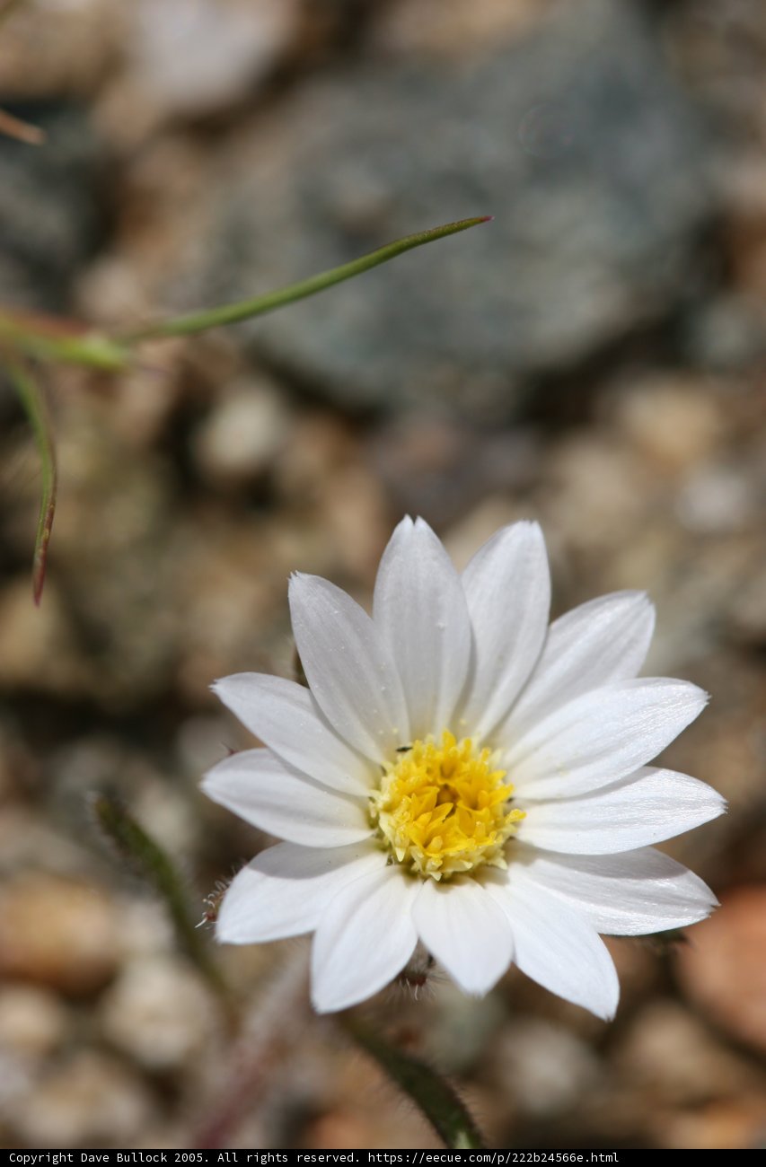 Solitary Daisy