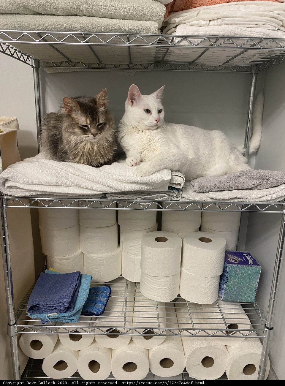 Double Trouble on the Toilet Paper Shelf