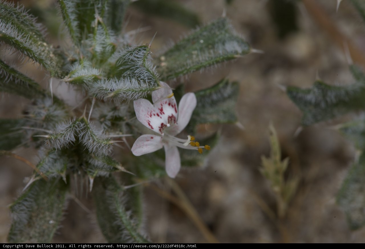 Petite Geranium Blossom