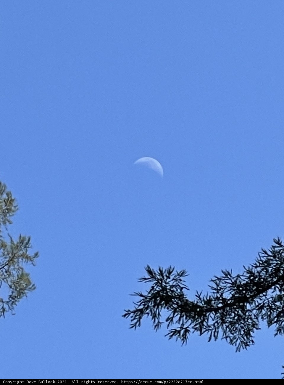 Moon Above a Towering Tree
