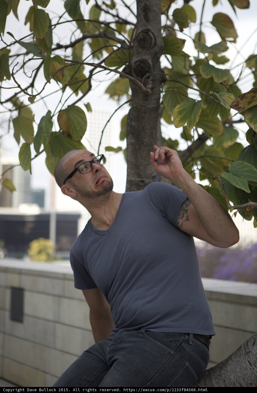 Looking Up at Branches