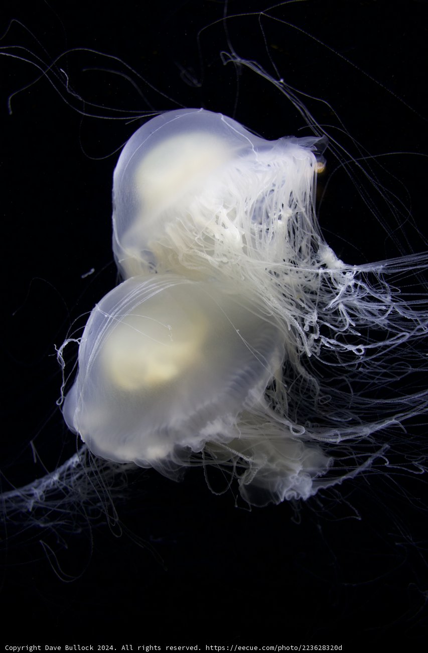 Mystical Creatures of the Deep