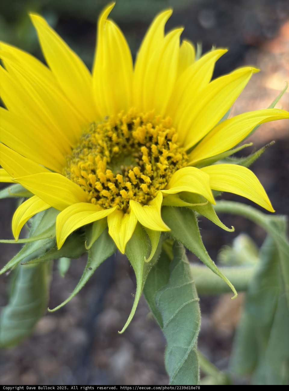 Radiant Sunburst