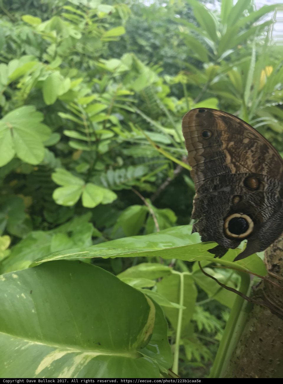 The Bug-Eye Butterfly