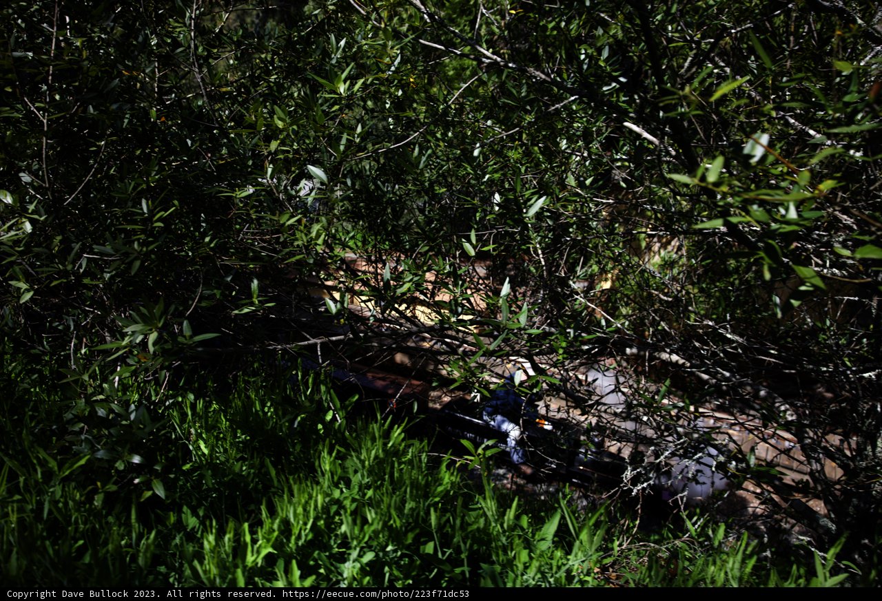 Serenity in Tilden Regional Park