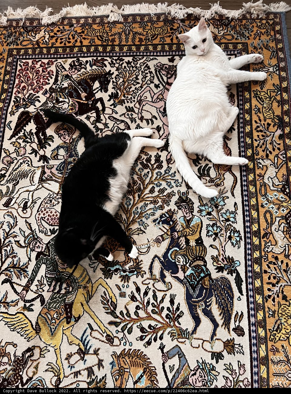 Feline Friends on a Cozy Rug