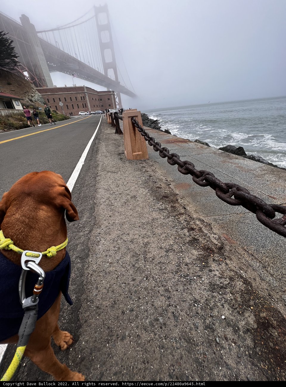 Dog Walking in Urban Fort Point