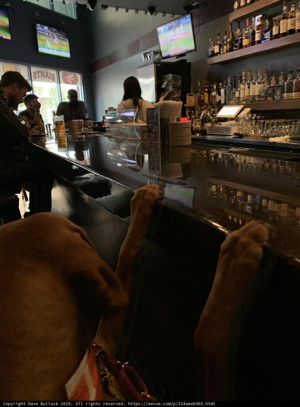 Paws at the Pub