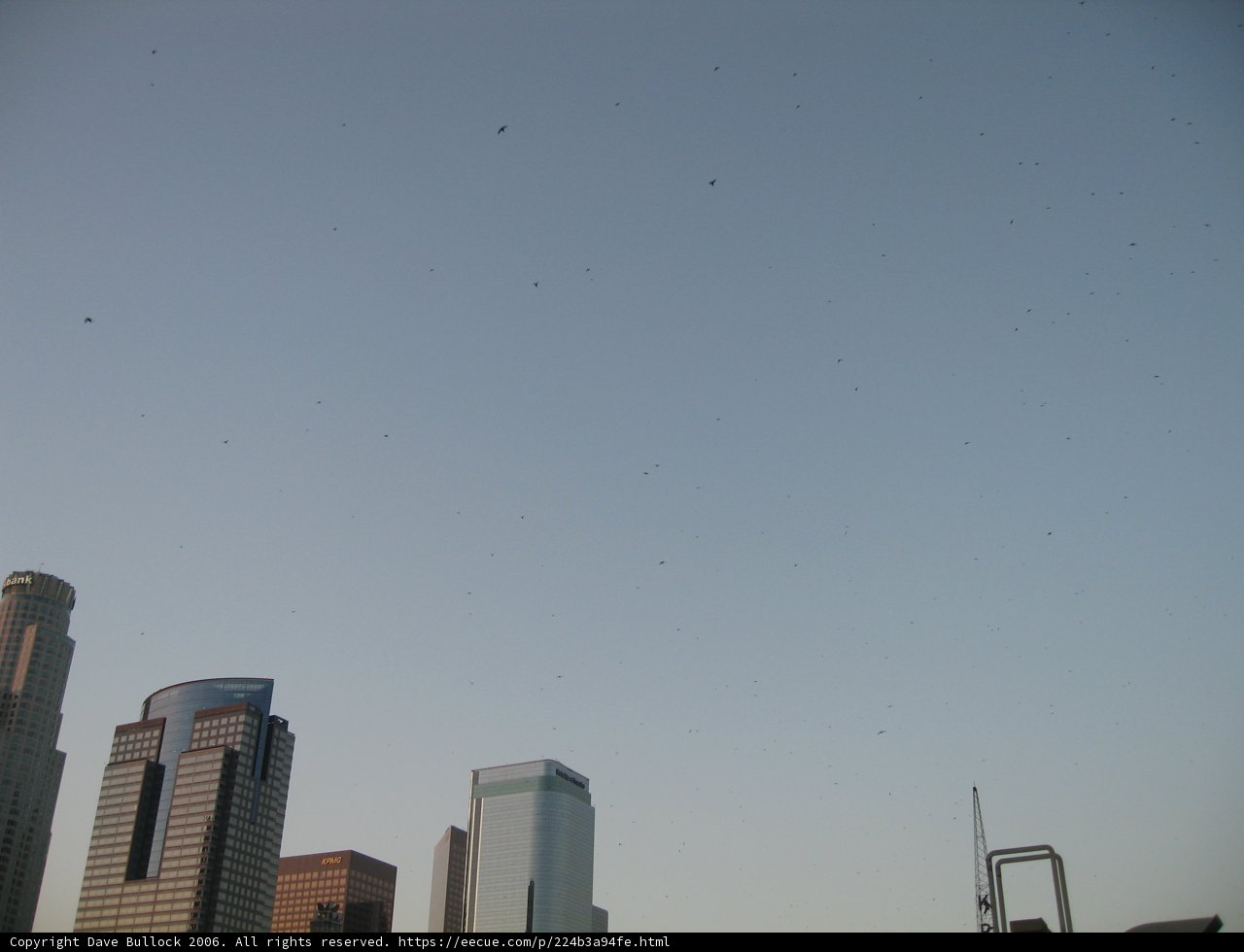 Birds of a Metropolis