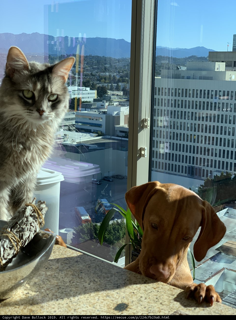 Feline and Canine Counter Companions