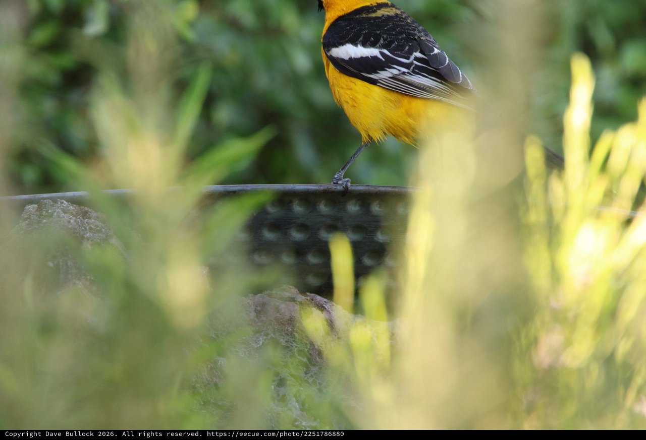 Hooded Oriole Perched at Garden Bird Bath