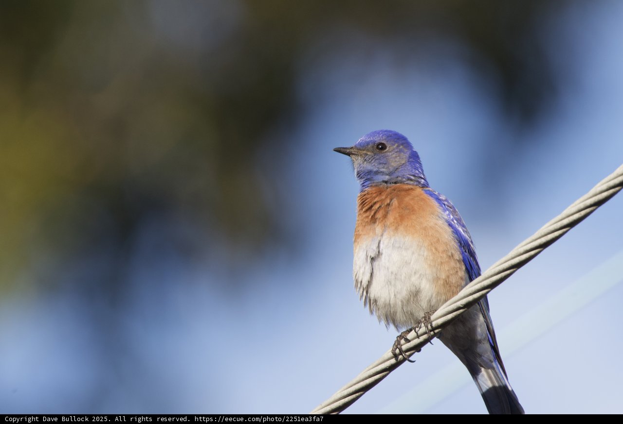 Bluebird Serenity