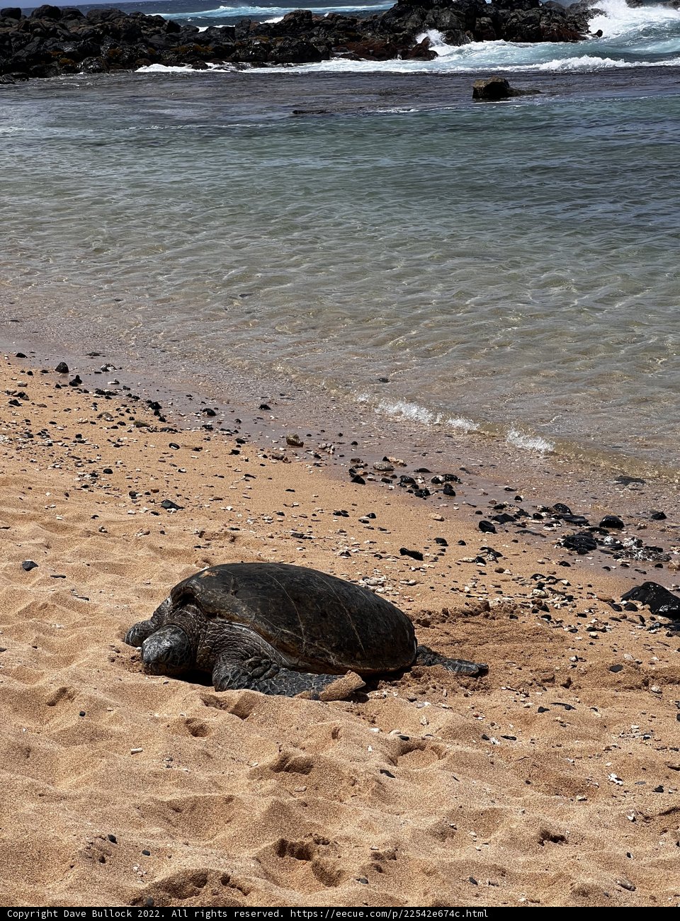 Sunbathing Sea Turtle