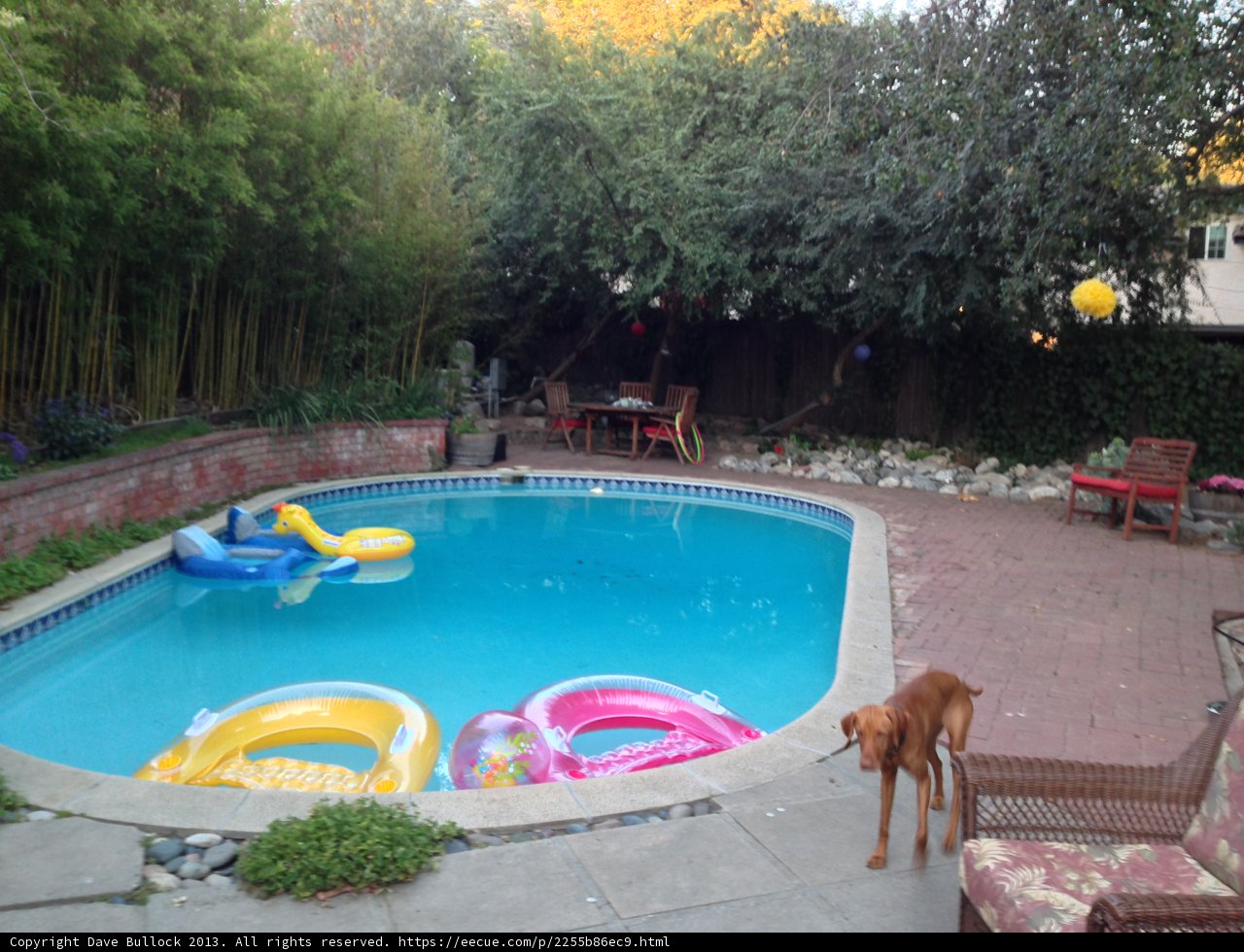 Summer Fun with Canine Friend