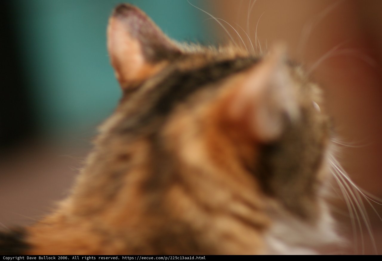 Feline Beauty