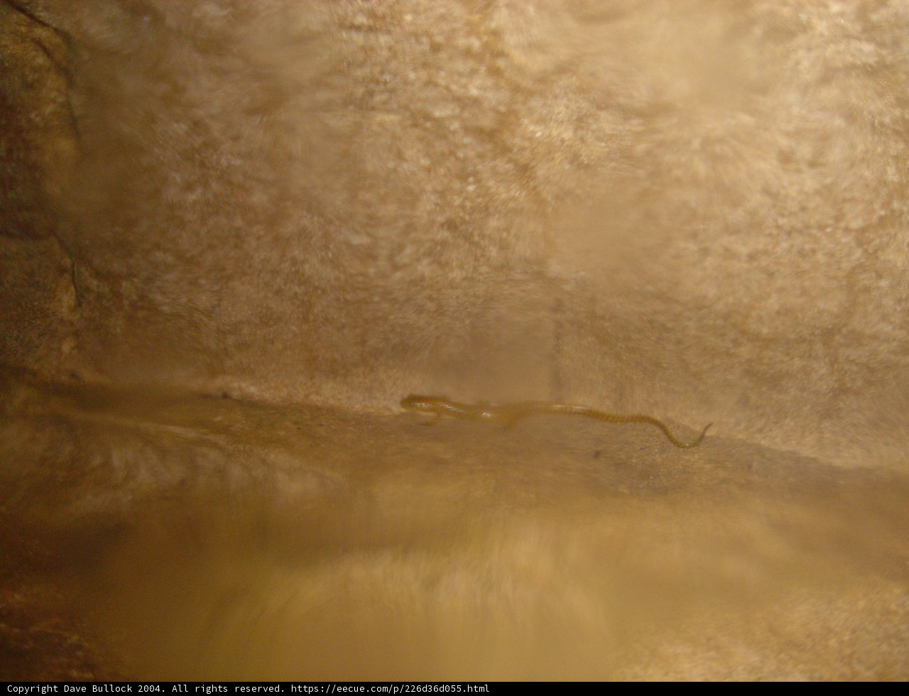 Serpent's Den