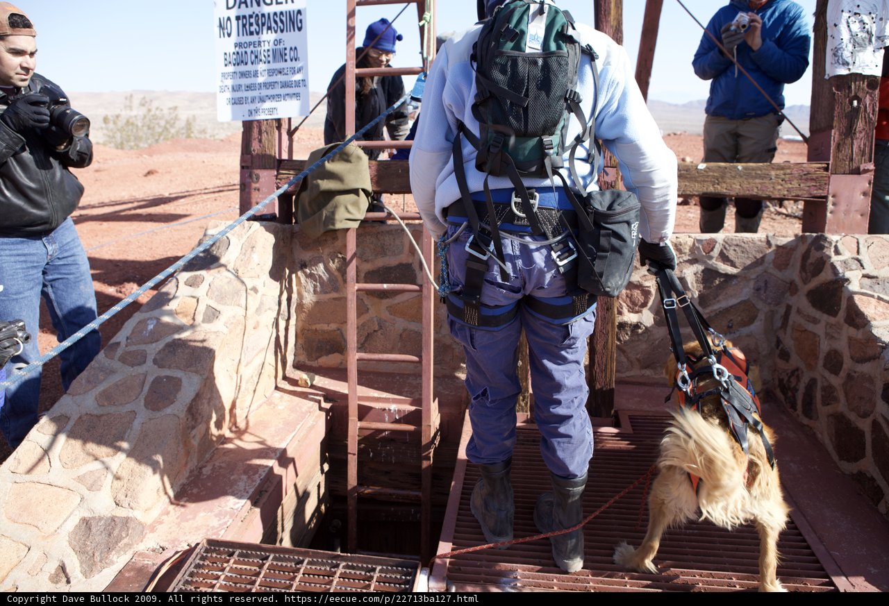 Man and Dog Taking a Stroll