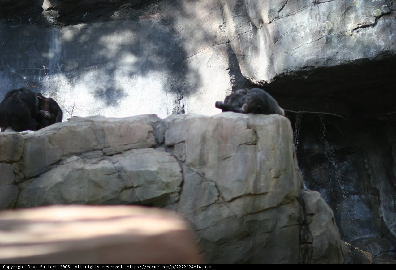 A Pair of Pensive Black Bears On A Slate Rock