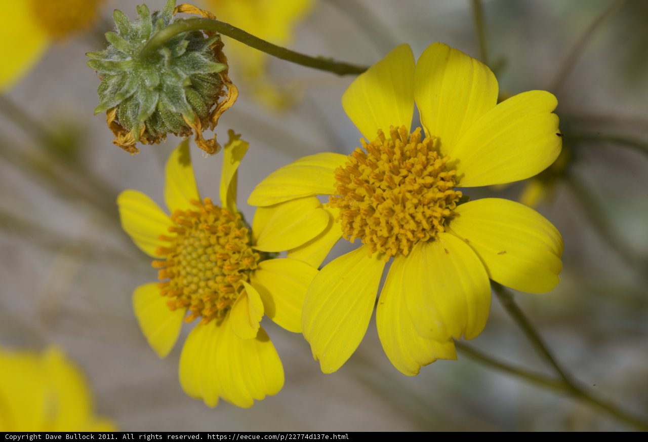 Sunny Daisy Delight