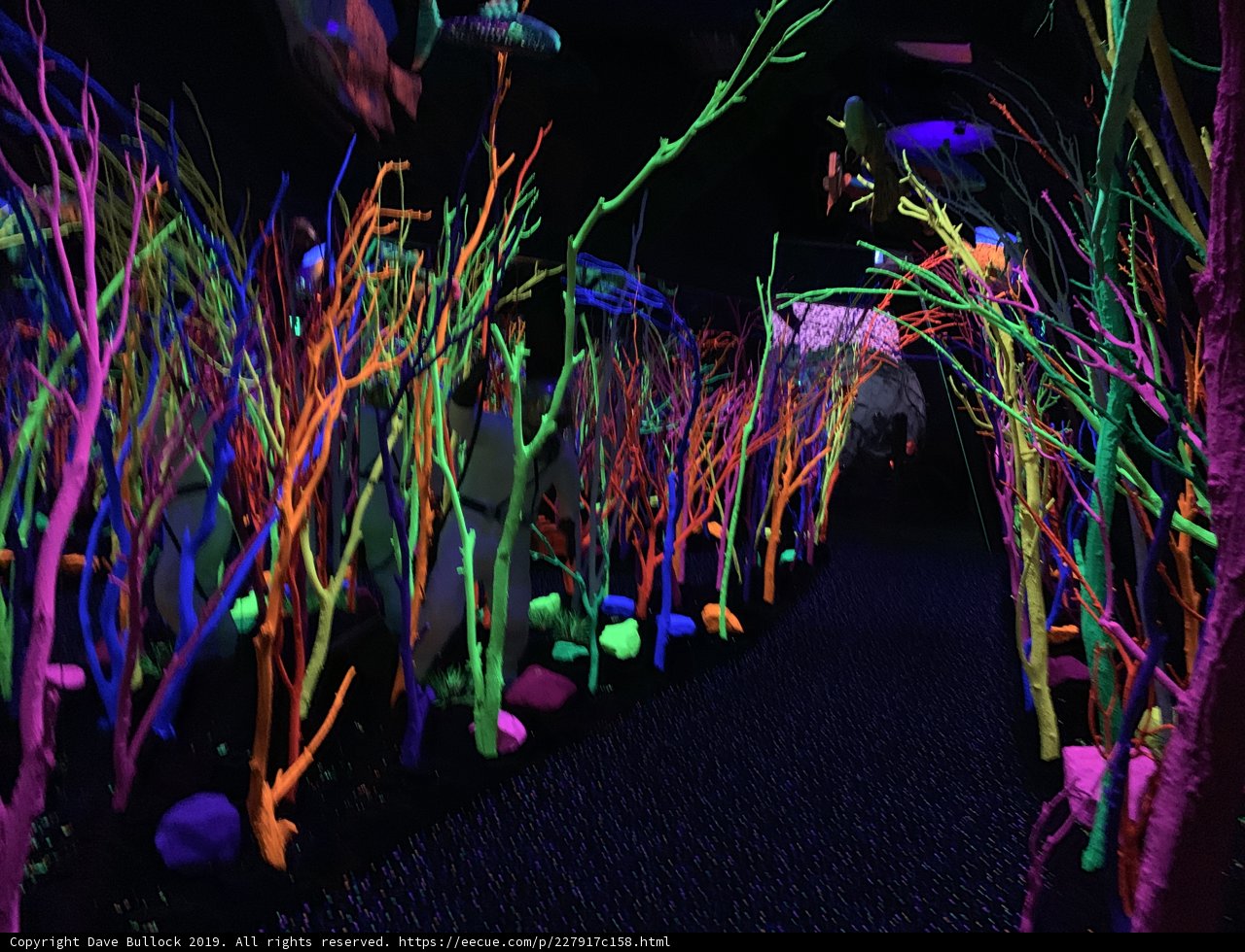 Neon Trees in an Urban Aquarium