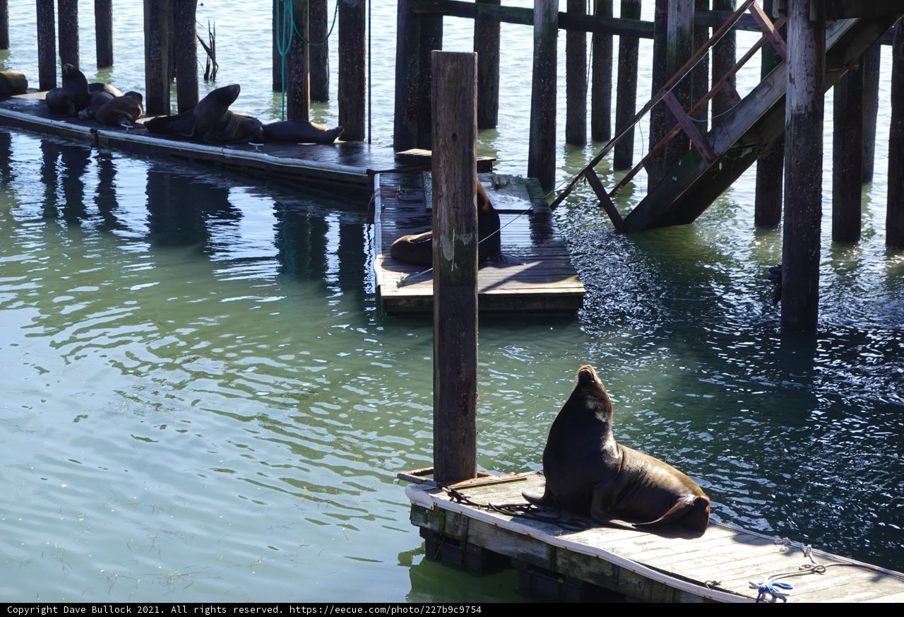 Sea Lions Sunbathe on Dock