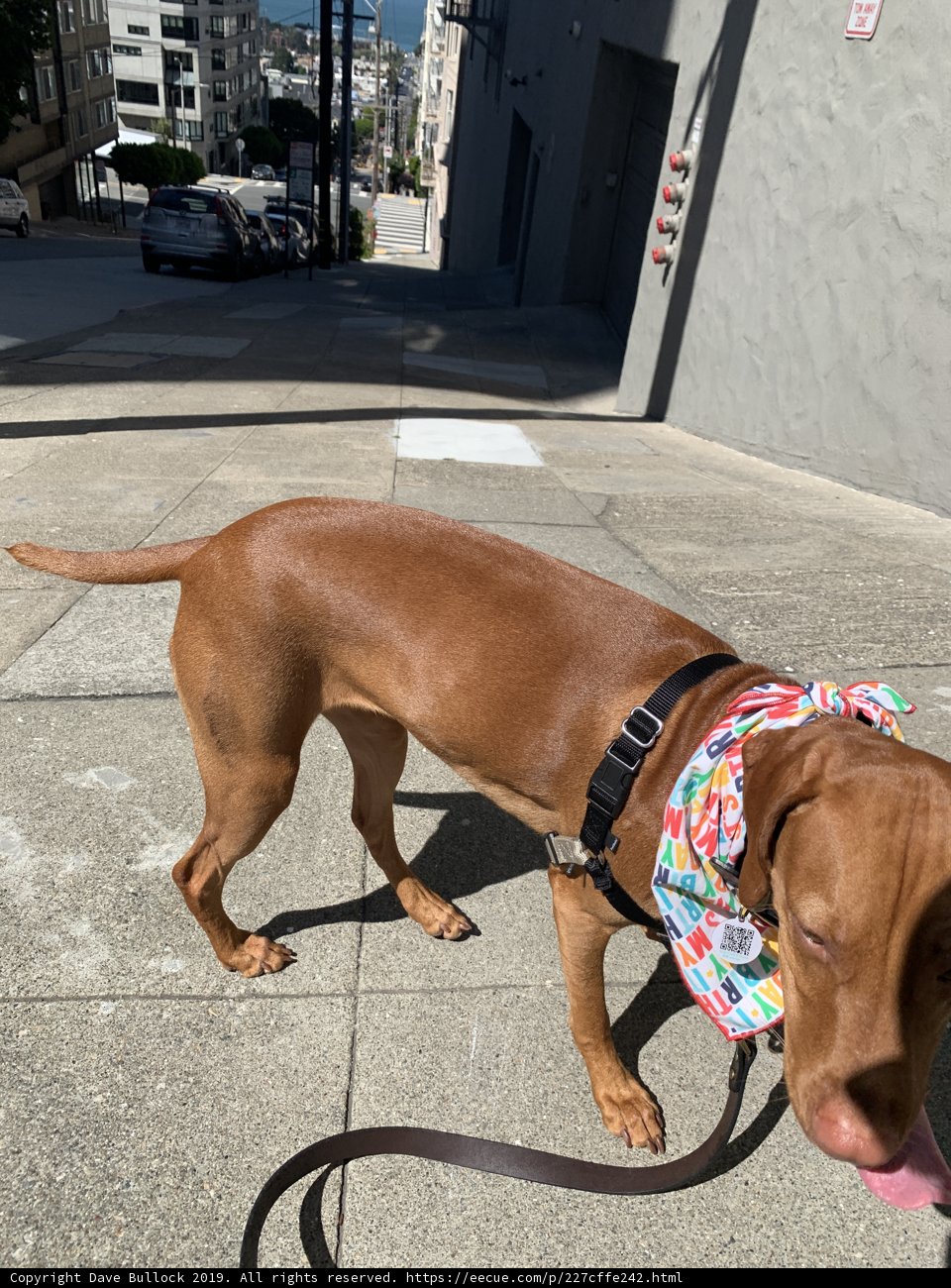 Colorful Canine on the Sidewalk