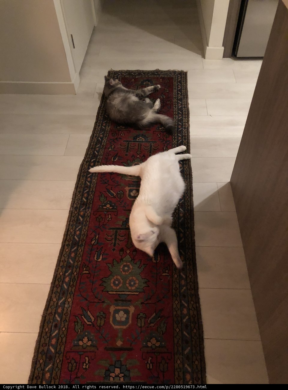 Feline Friends on a Hardwood Floor Rug